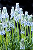 MUSCARI LADY BLUE