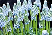 MUSCARI LADY BLUE