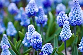 MUSCARI AZUREUM