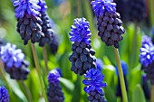 MUSCARI LATIFOLIA