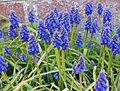 MUSCARI ARMENIACUM (GRAPE HYACINTH)