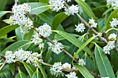 OSMANTHUS DECORUS