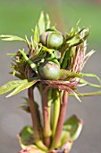 PAEONIA DELAVAYI