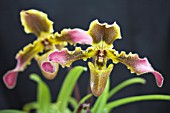 PHRAGMIPEDIUM OLAF GRUSS