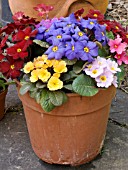 PRIMULA WANDA IN CONTAINER