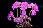 PRIMULA ROSEA GRANDIFLORA