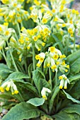 PRIMULA VERIS