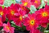 PRIMULA WANDA TOMATO RED