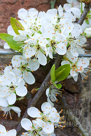 PRUNUS_DOMESTICA_CAMBRIDGE_GAGE