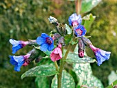 PULMONARIA MARGERY FISH (LUNGWORT)