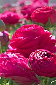 RANUNCULUS ASIATICUS BLOOMINGDALE CHERRY F1