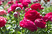 RANUNCULUS ASIATICUS BLOOMINGDALE CHERRY F1