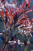 SAMBUCUS NIGER PORPHYROPHYLLA EVA (BLACK LACE)