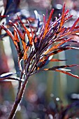 SAMBUCUS NIGER PORPHYROPHYLLA EVA (BLACK LACE)