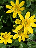 RANUNCULUS FICARIA (LESSER CELANDINE)