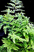 ADIANTUM HENSLOVIANUM