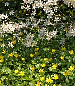 RANUNCULUS FICARIA (LESSER CELANDINE)UNDER PRUNUS (WILD PLUM)