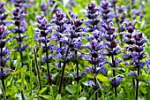 AJUGA REPTANS