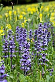 AJUGA REPTANS