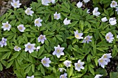 ANEMONE NEMOROSA ROBINSONIANA