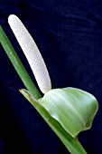 ANTHURIUM VEITCHII,