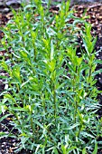 ARTEMISIA DRANUNCULUS SATIVA