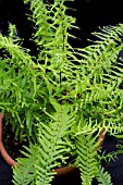 ATHYRIUM VICTORIAE