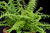 ATHYRIUM VICTORIAE