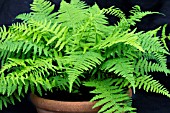 ATHYRIUM FELIX-FEMINA MINUTISSIMUM