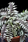 ATHYRIUM NIPONICUM PICTUM METALICUM