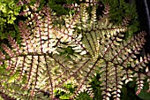 ATHYRIUM OTOPHORUM