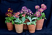 AURICULA DISPLAY