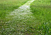 BELLIS PERENNIS PATH