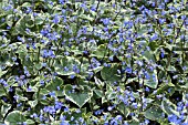 BRUNNERA HADSPEN CREAM