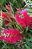 CALLISTEMON CITRINUS SPLENDENS