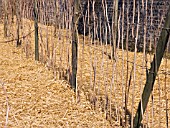 STRAW MULCH AROUND RASPBERRY CANES