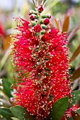 CALLISTEMON CITRINUS SPLENDENS