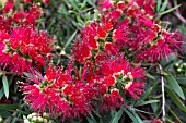 CALLISTEMON MASOTTI