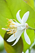 CITRUS LIMON FLOWER