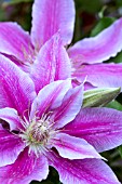 CLEMATIS DR RUPPEL