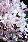 CLEMATIS ARMANDII APPLE BLOSSOM