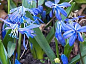 SCILLA SIBERICA (SIBERIAN SQUILL)