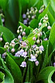 CONVALLARIA MAJALIS ROSEA