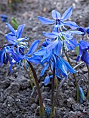 SCILLA SIBERICA (SIBERIAN SQUILL)