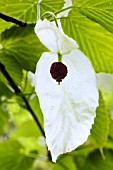 DAVIDIA INVOLUCRATA