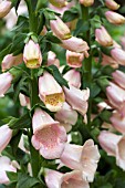 DIGITALIS PURPUREA PEACH