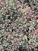 THYMUS VULGARIS SILVER POSY (THYME)