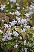 EPIMEDIUM X YOUNGIANUM NIVEUM