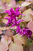 EPIMEDIUM GRANDIFLORUM ROSE QUEEN