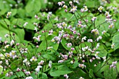 EPIMEDIUM PUBIGERUM